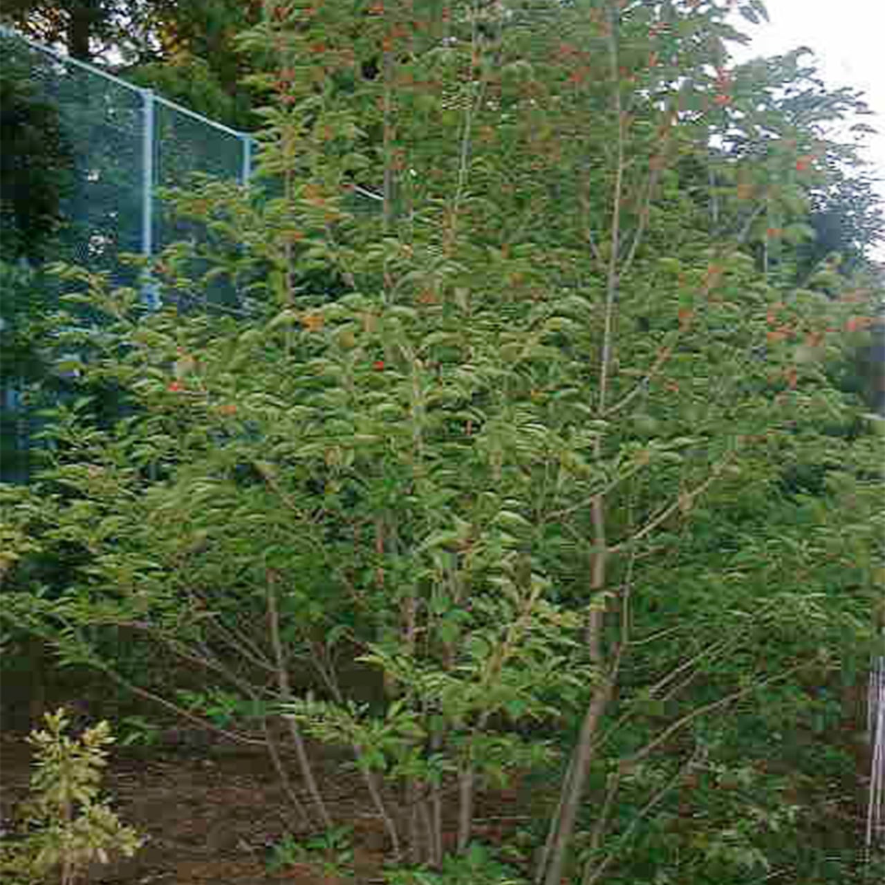 アオハダ 株立ち / 寄せ株（36㎝ポット） | 連大植木