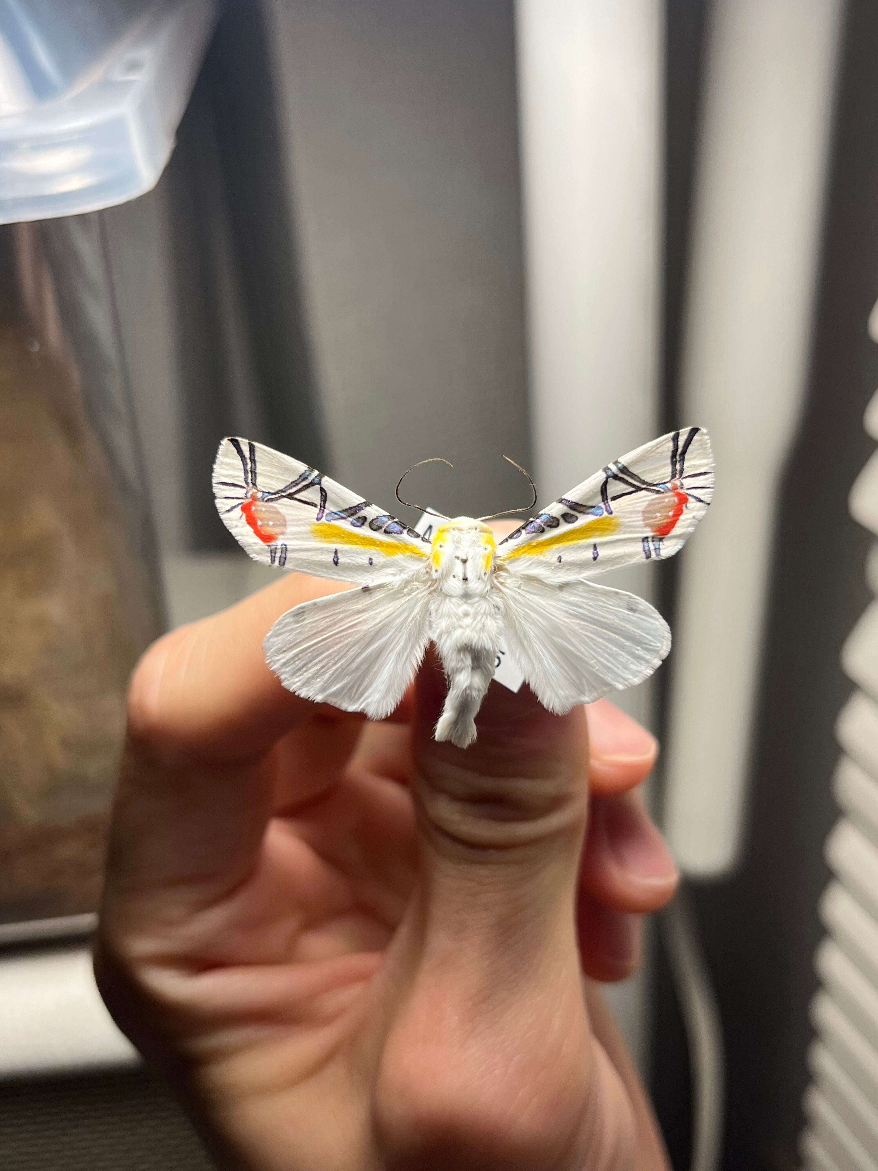 特殊個体】ピカソモスタナバタユタカヤガ蛾ルナモスミズアオモルフォ