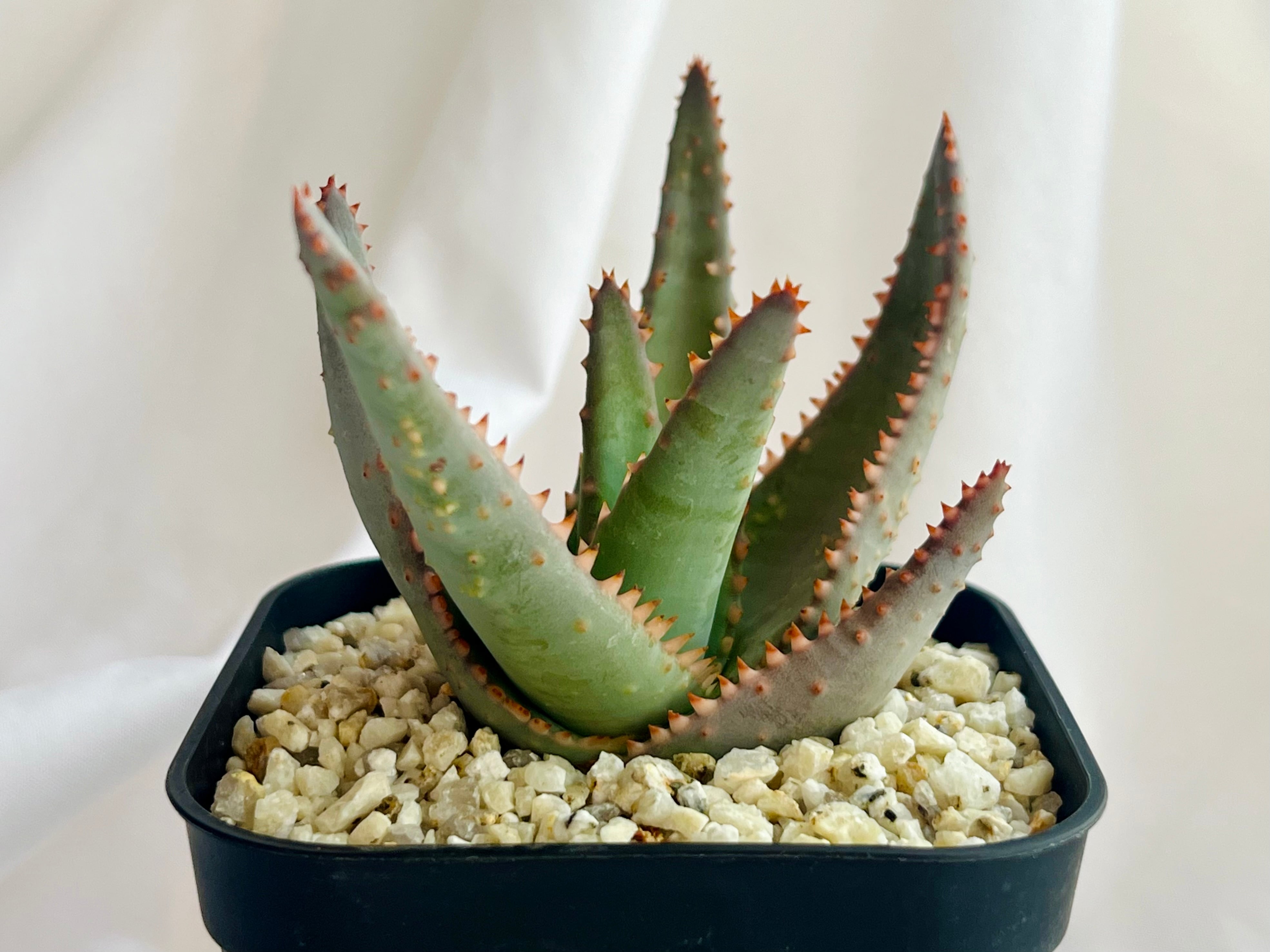 Aloe hybrid アロエ ハイブリッド 多肉植物 | plants MARU ーサボテン