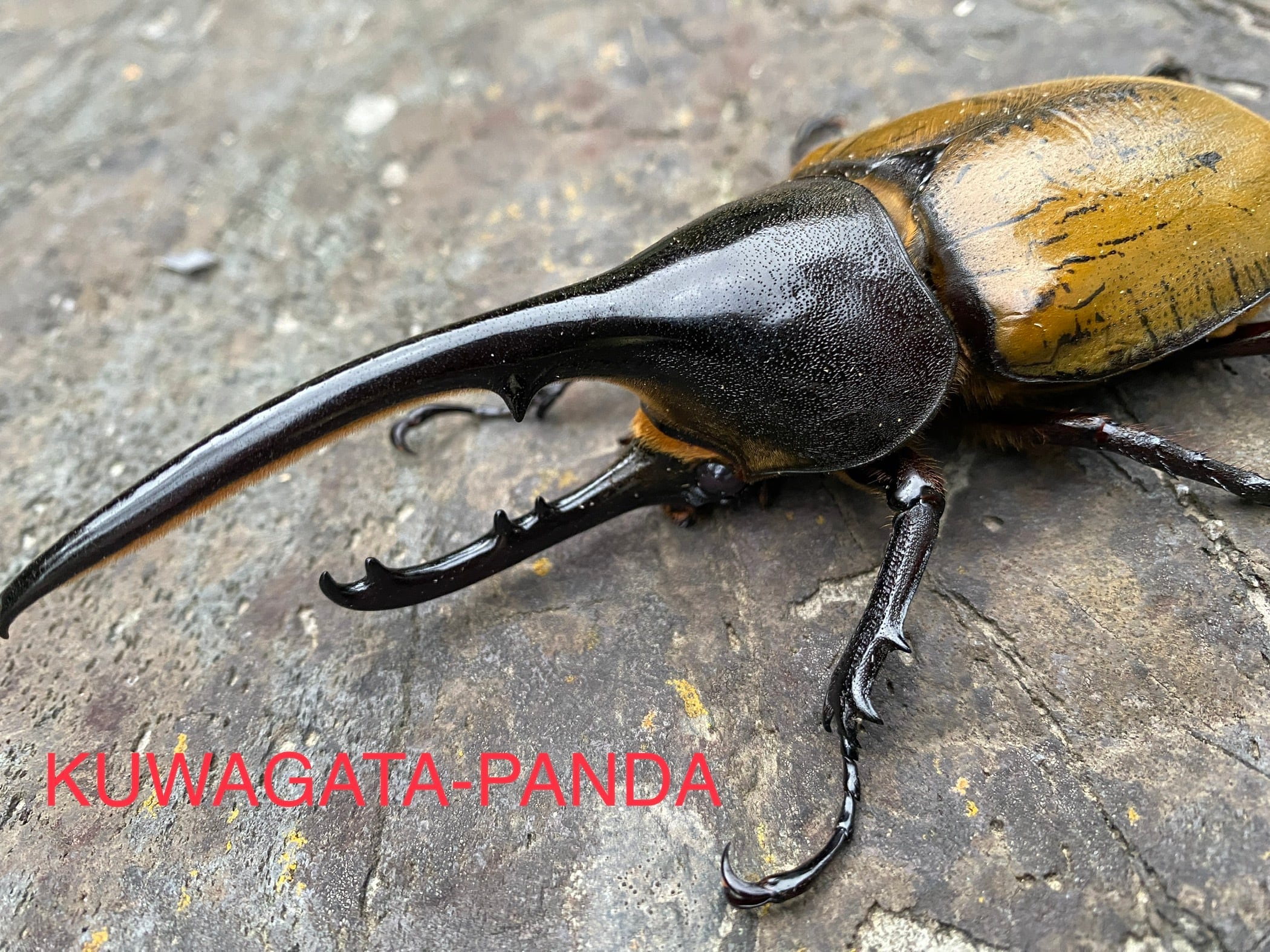 f8ac623e75784c9f8d3a86d23e2eaf