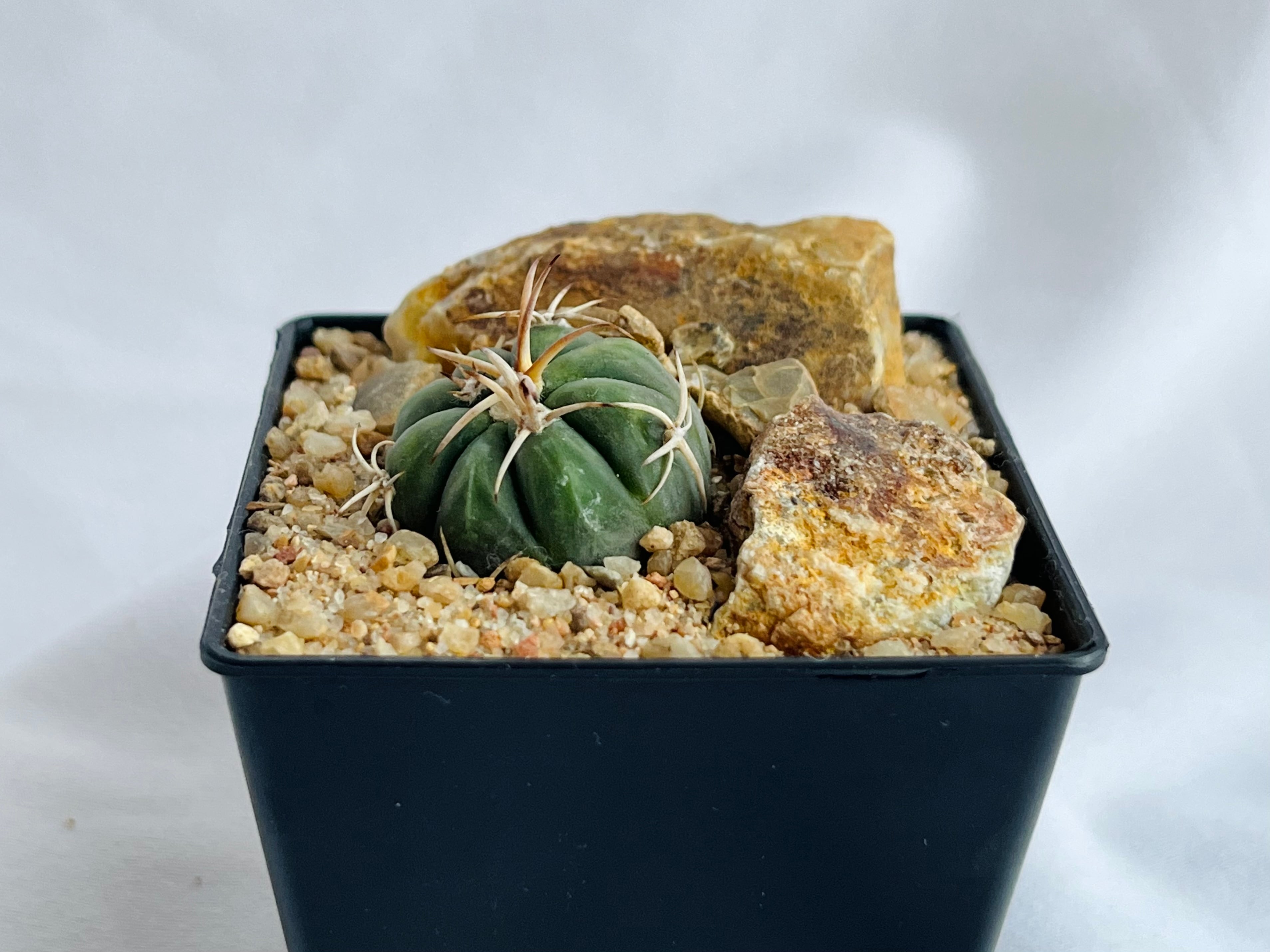 Echinocactus horizonthalonius エキノカクタス 雷帝 太平丸 サボテン