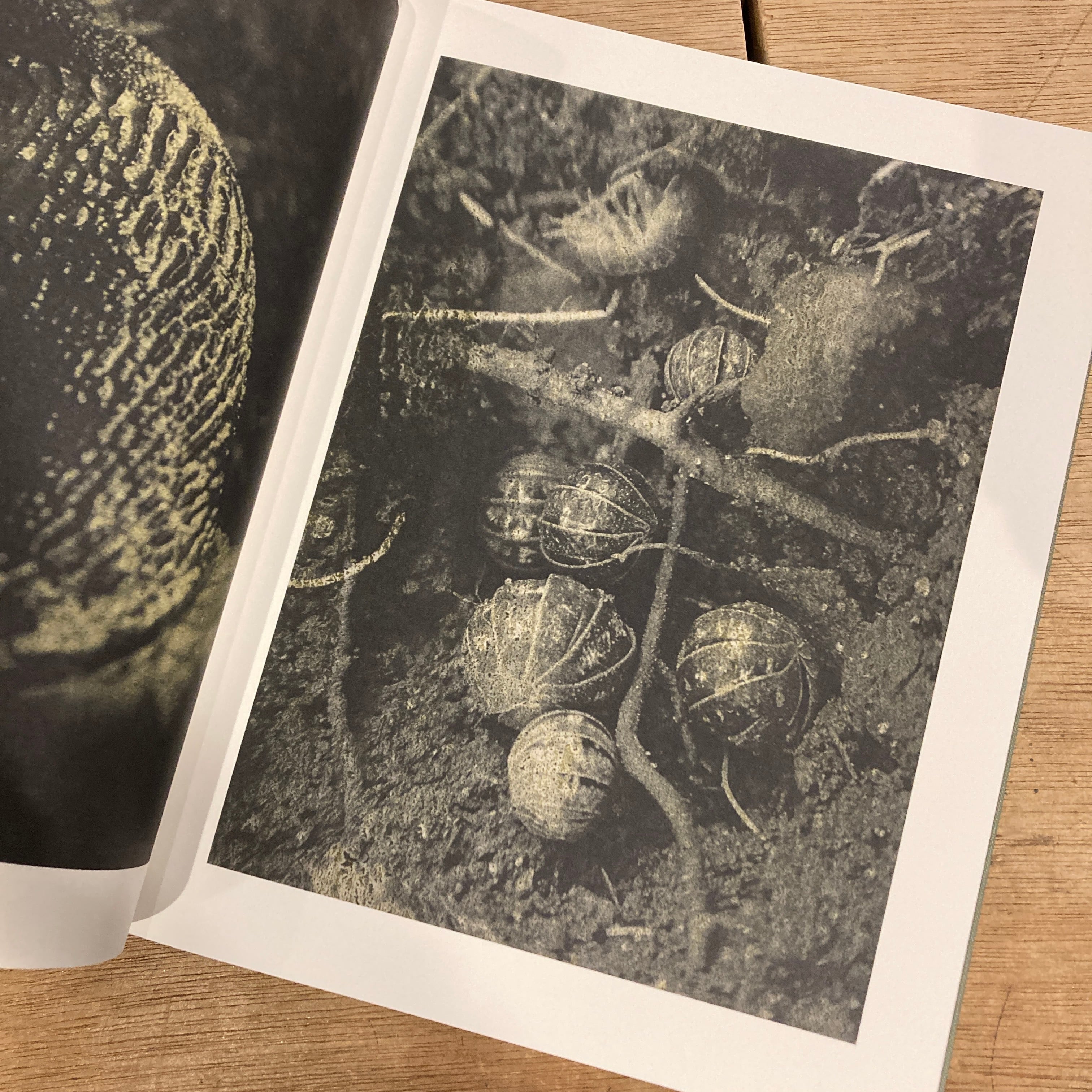 Night Procession [signed] Stephen Gill / スティーブン・ギル | 百年