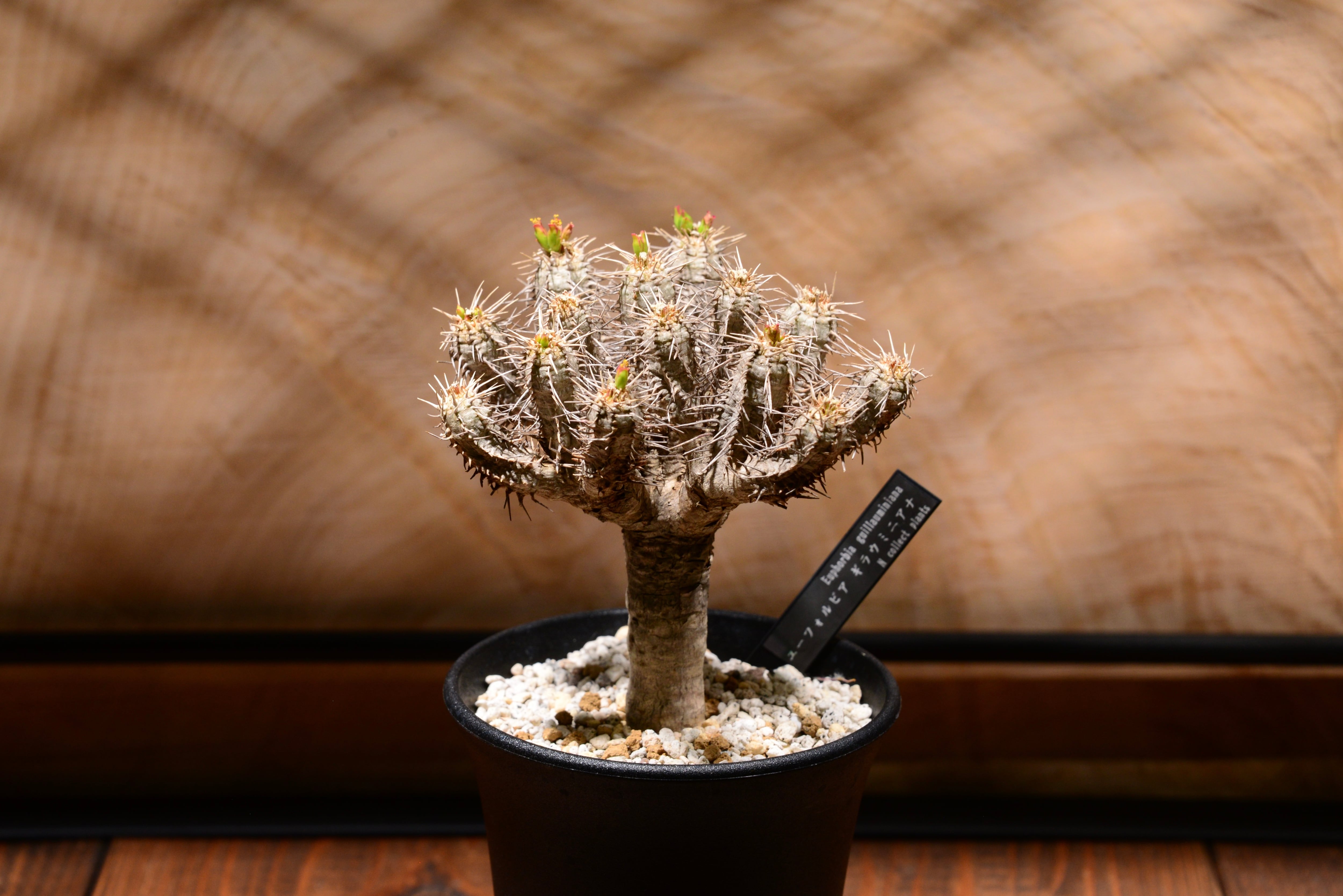 ユーフォルビア ギラウミニアナ〈現地球〉 | N collect plants