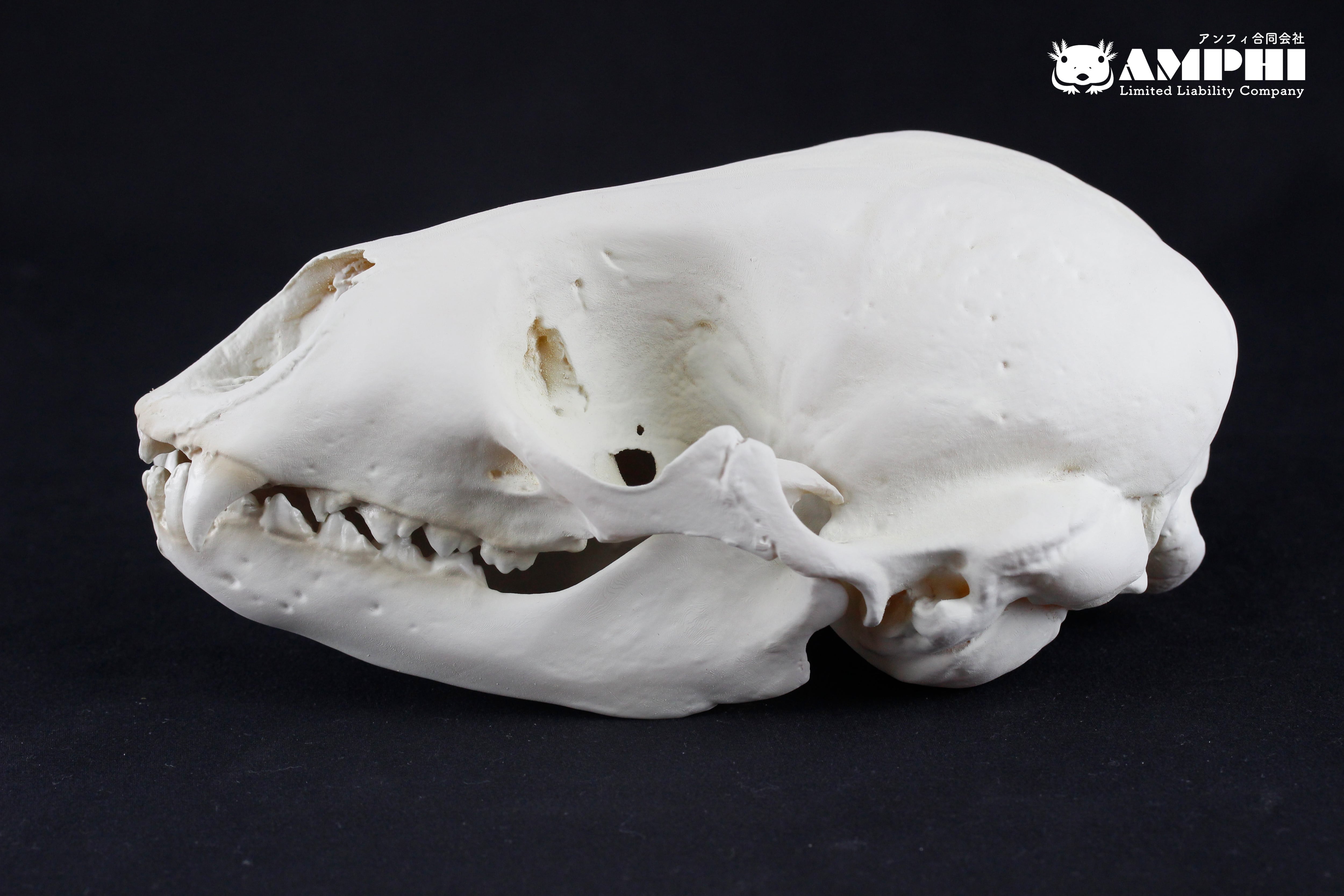 ゼニガタアザラシ（Phoca vitulina）原寸大頭骨レプリカ Harbor seal