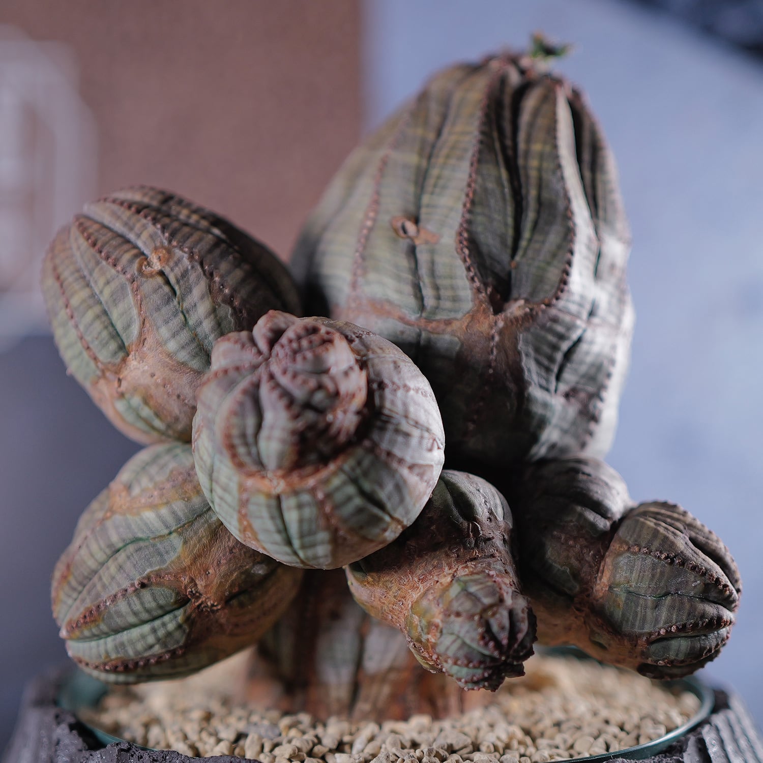 メス株【超厳選株】異型 超大株 最大幅約13.8cm 仔吹き 捻じれ