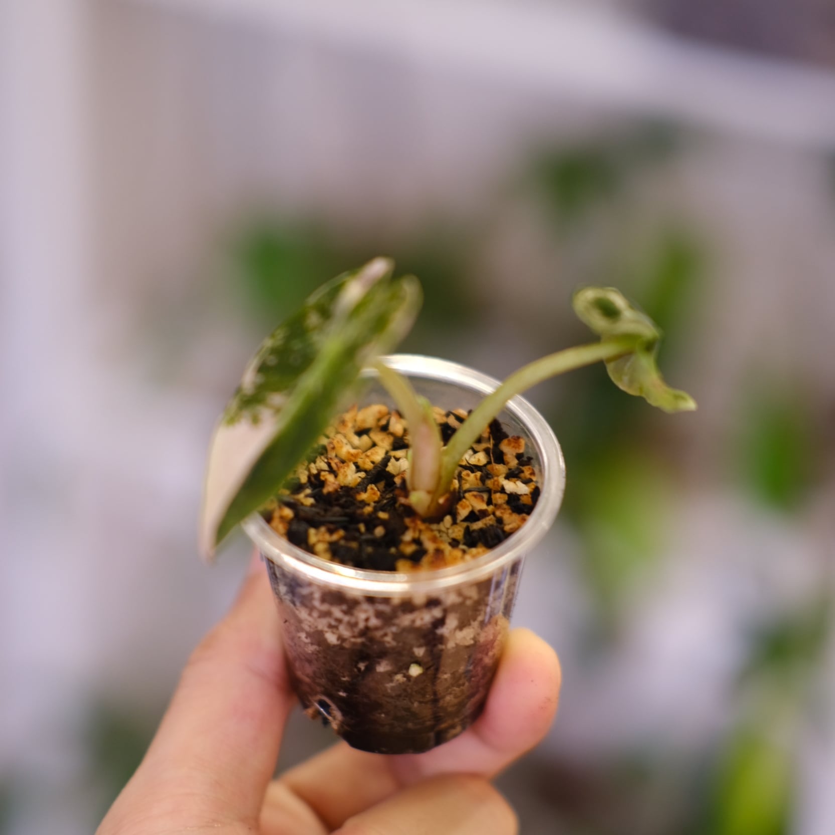 ALOCASIA HEART BALLON PINK VARIGATED / アロカシア ハートバルーン