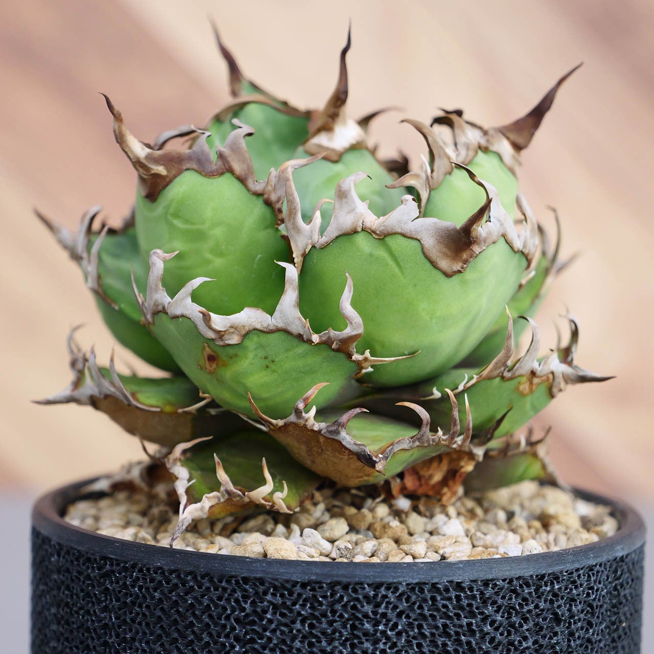 Agave Titanota Caesar アガベ チタノタ シーザー / 中株(4号鉢