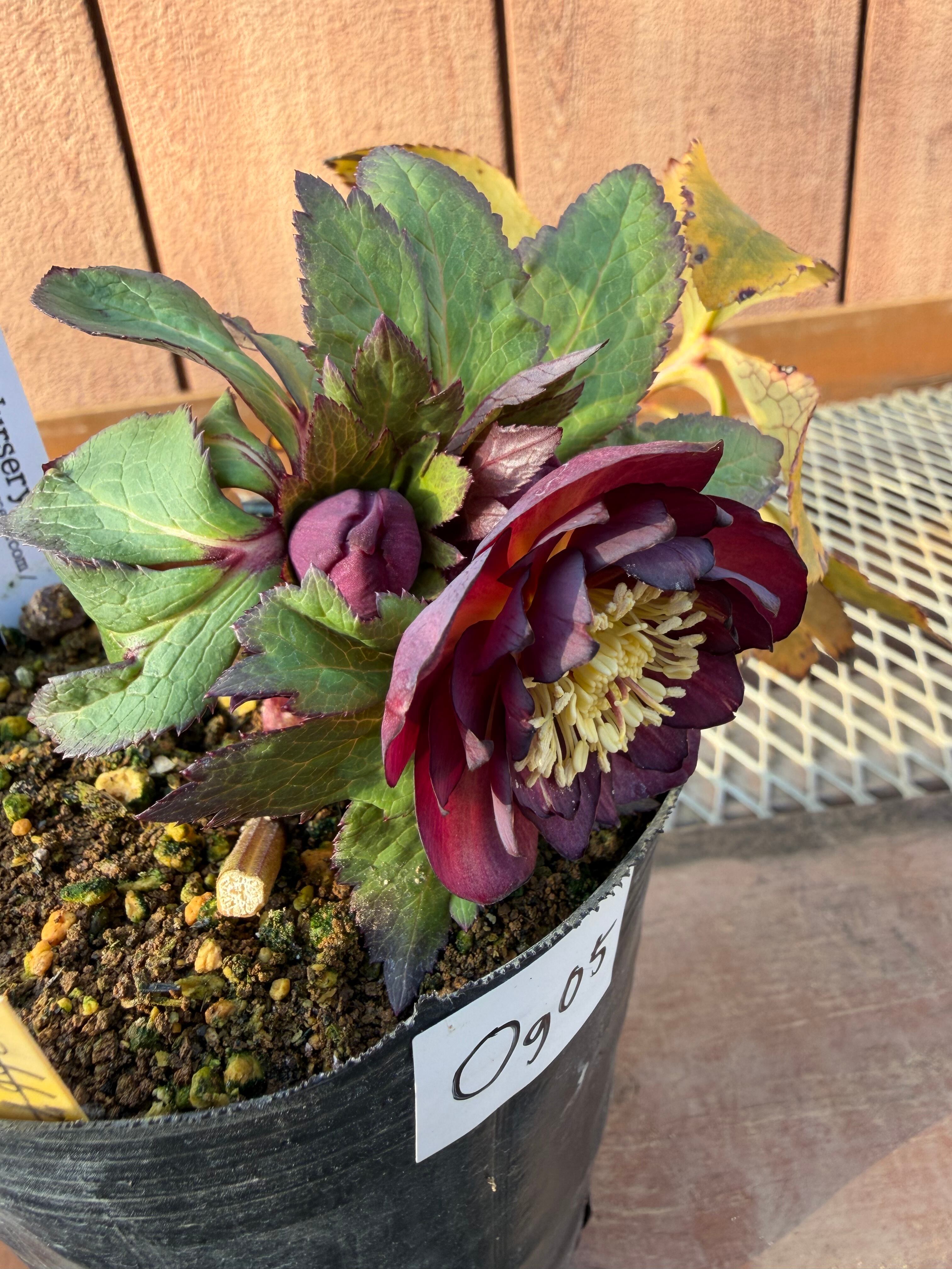 ミスティークdd 大木ナーサリー クリスマスローズ【Og05】送料無料