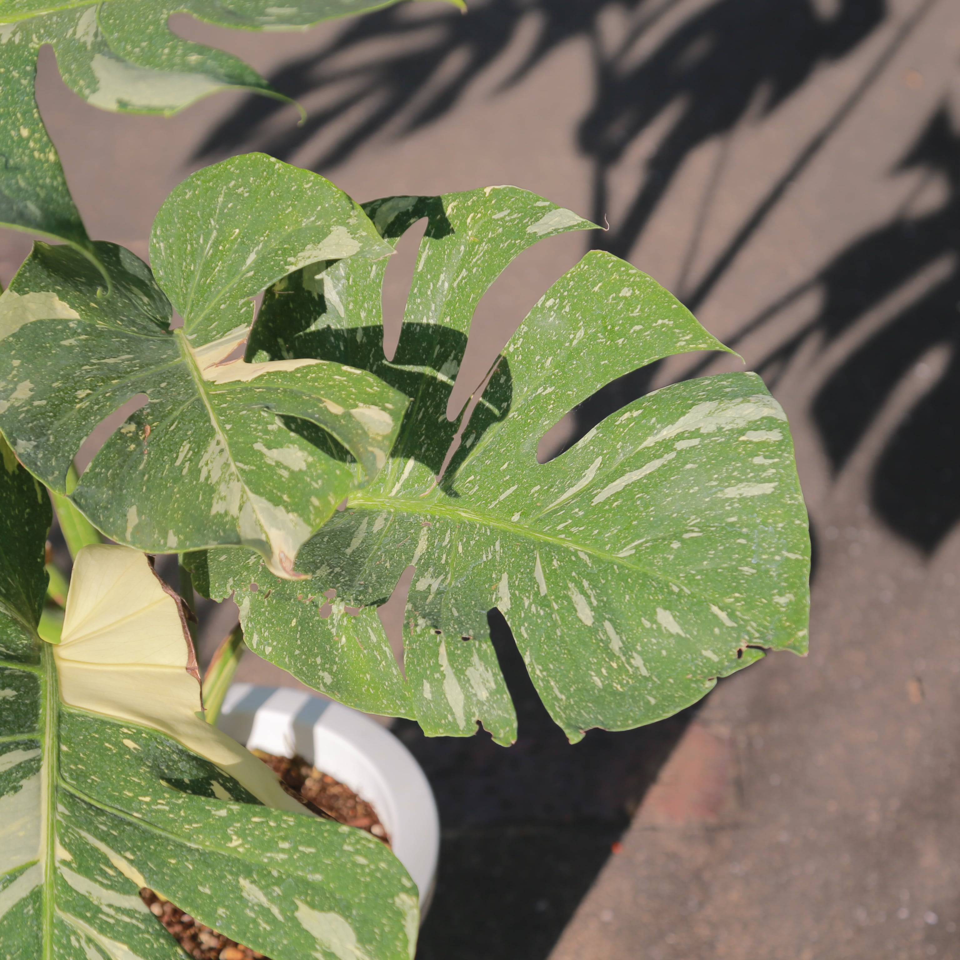 斑入り モンステラ イエローブリュレ デリシオーザ デリキオサ