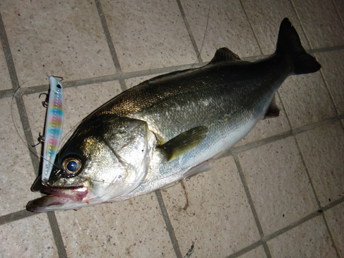 シーバスルアー｜エリア10（エリ10）の港湾部バチ抜け対策といろんな