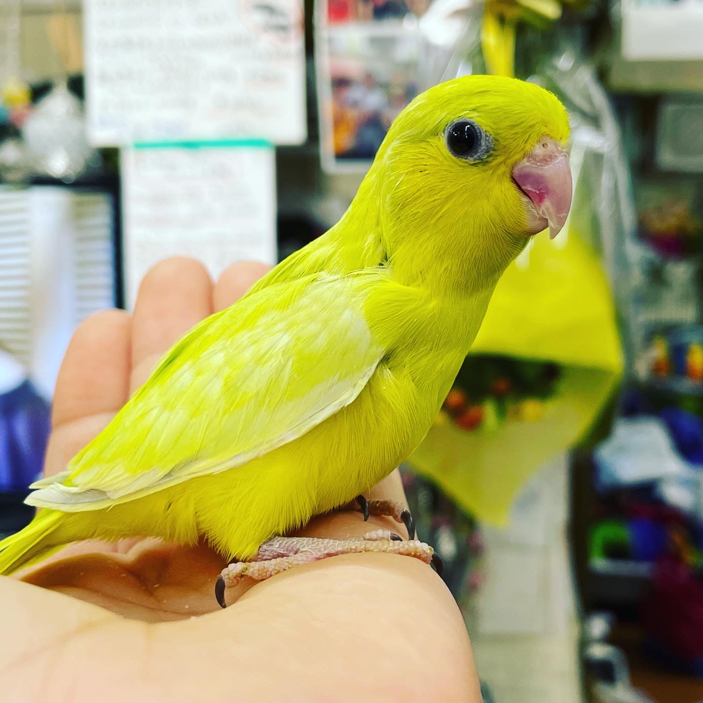 BCY Mizunami バードセンターやまもと瑞浪店 (7Page)