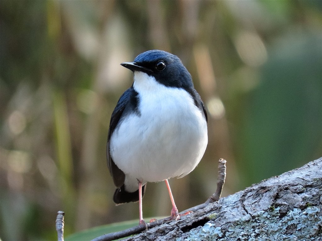 青い鳥たち（SX70HS作例）』 CANON PowerShot SX70 HS のクチコミ