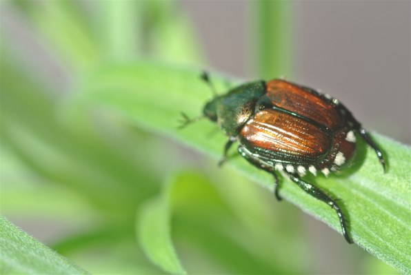 ニコン AI AF Micro-Nikkor 60mm f/2.8Dで撮影された写真 - 価格.com