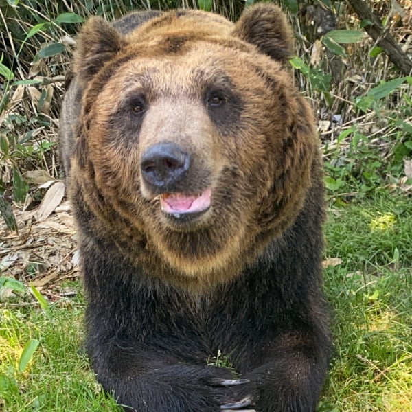 ヒグマ・プロフィール – サホロリゾート ベア・マウンテン