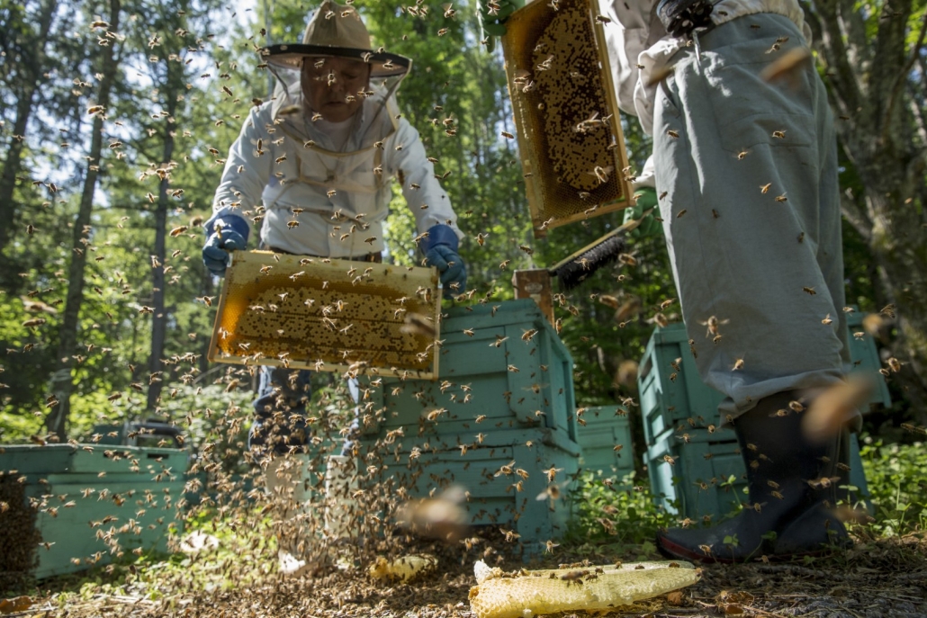 芥川仁写真展 ミツバチサミット2025 | ミツバチサミット