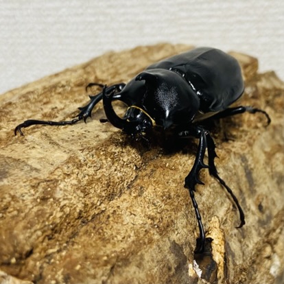 パチェコヒメゾウカブト 成虫 オス 49mm - ヘラゾウ | カブトムシの