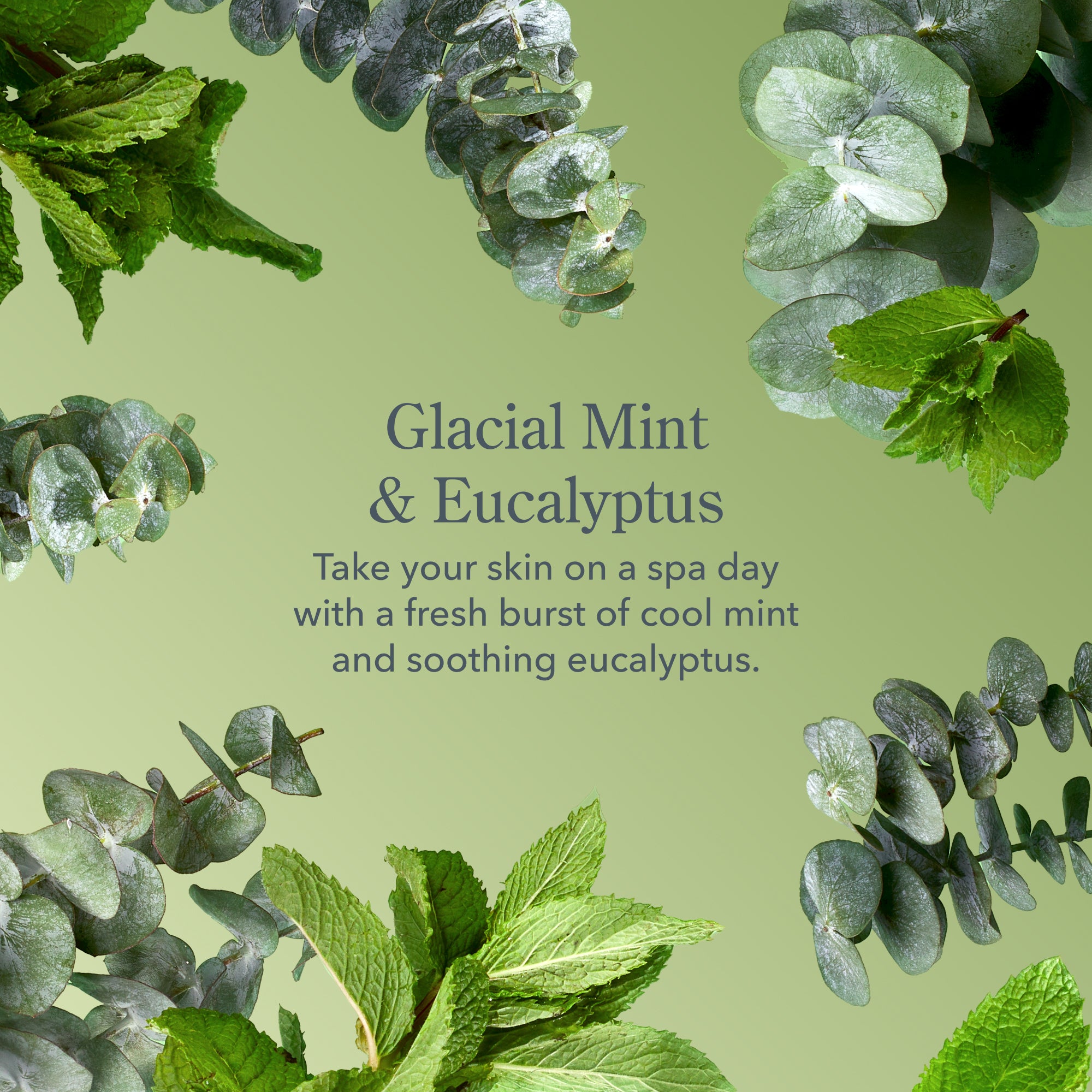 Glacial Mint & Eucalyptus Whipped Body Cream Set of 2