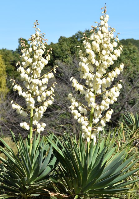 アツバキミガヨランの特徴や育て方、増やし方等の紹介【ユッカラン】