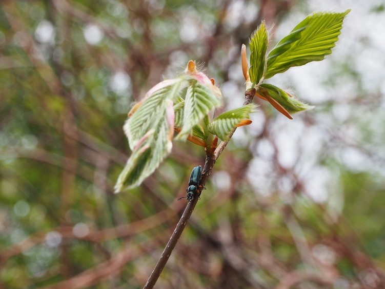 ユキグニコルリクワガタのミズキでの吸汁の短報が月刊むしNo.586に掲載