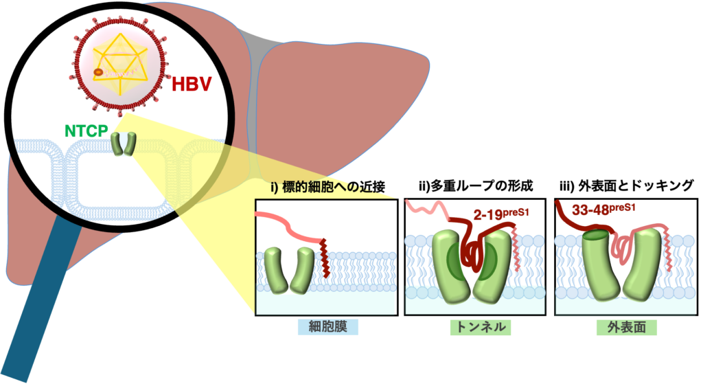 生命環境科学系 - 東京大学大学院総合文化研究科広域科学専攻 | 生命