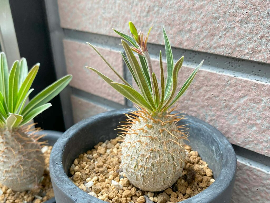 実生7年目パキポディウム・グラキリスの成長記録2016年播種