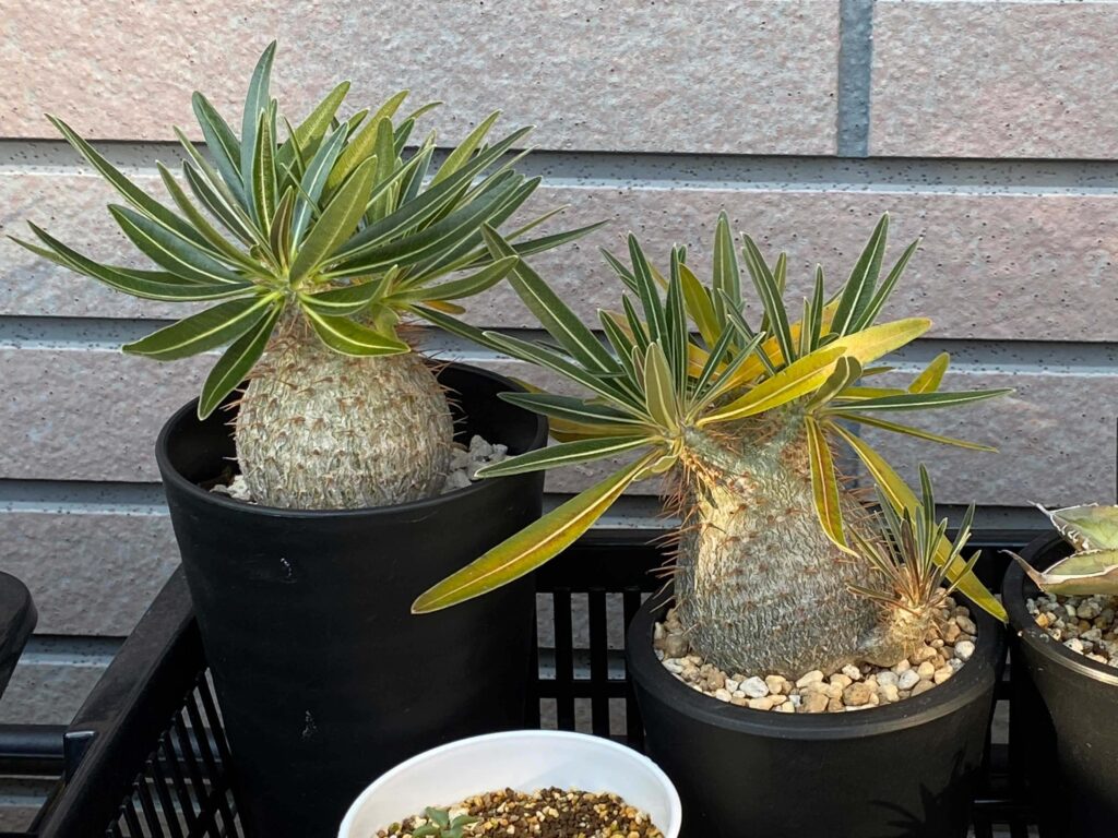 実生7年目パキポディウム・グラキリスの成長記録2016年播種