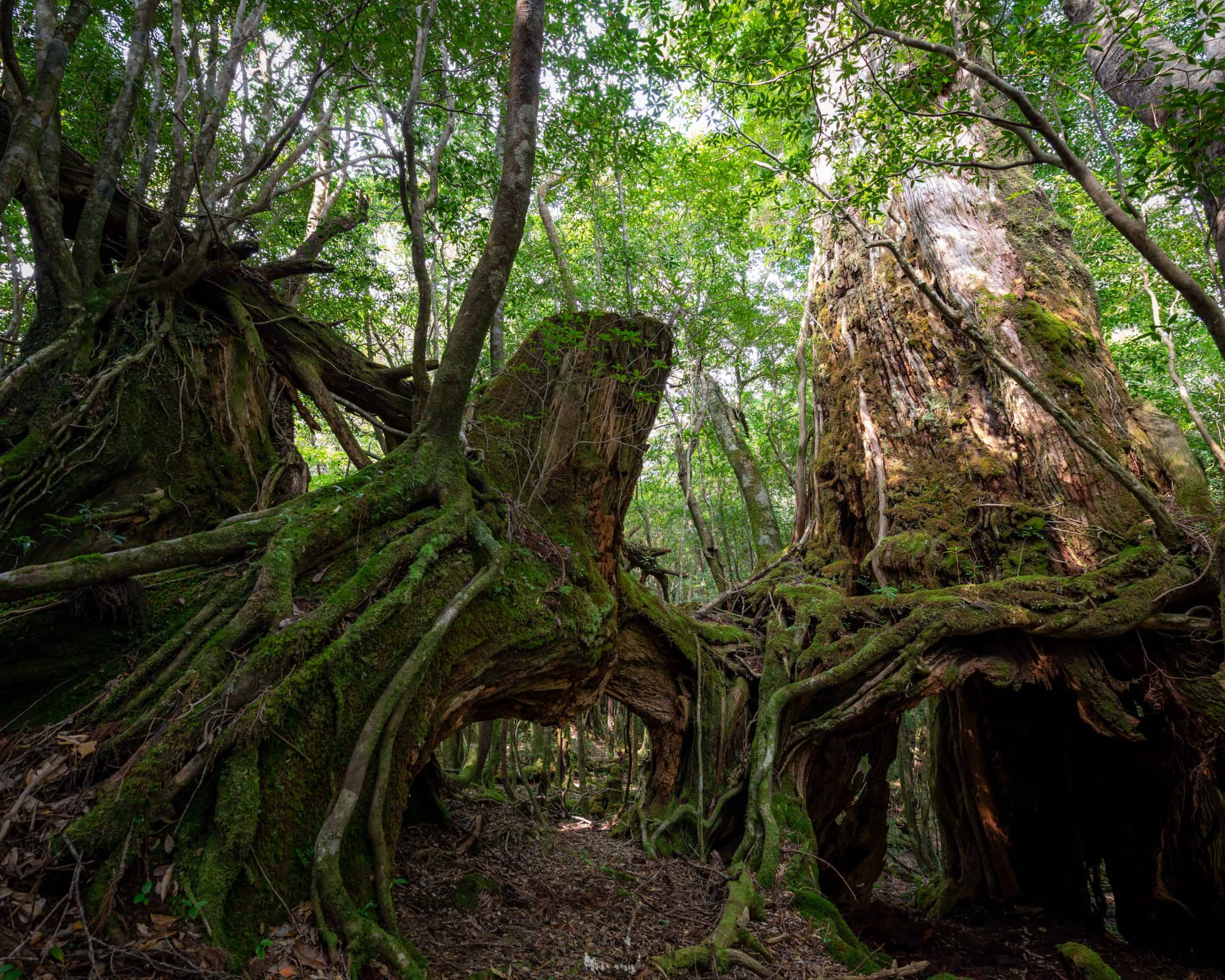 七尋杉 – 巨木の世界