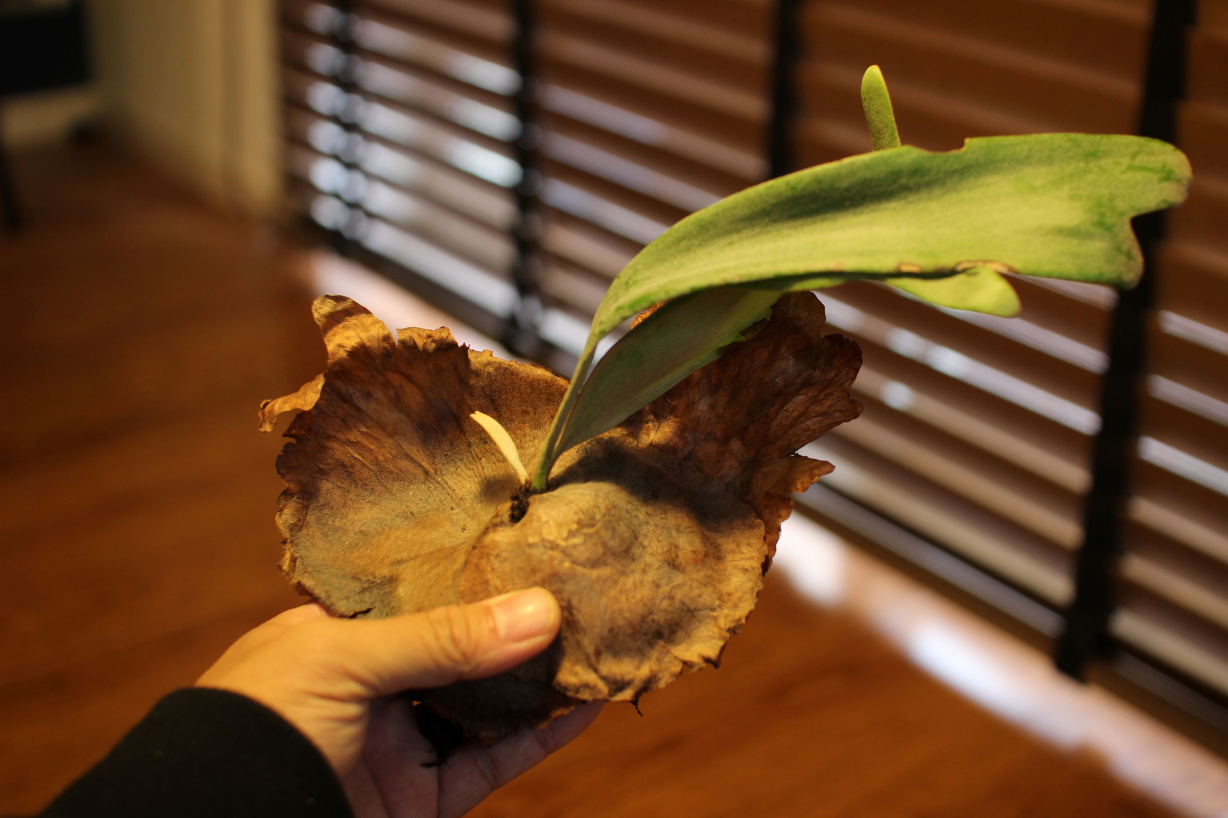 ビカクシダ・ウィリンキーの成長記録① P. willinckii | ビカクシダと