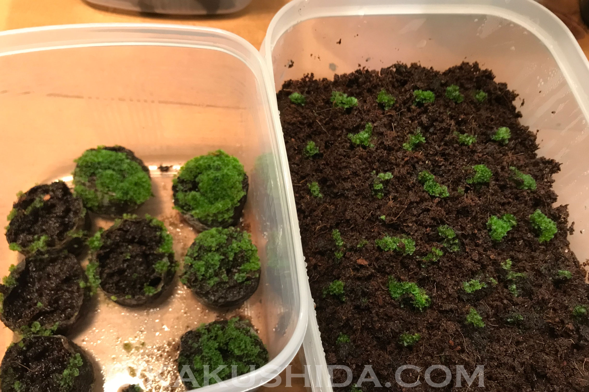 ビカクシダをスペーシング 胞子培養成長記録#2 | ビカクシダと僕の趣味