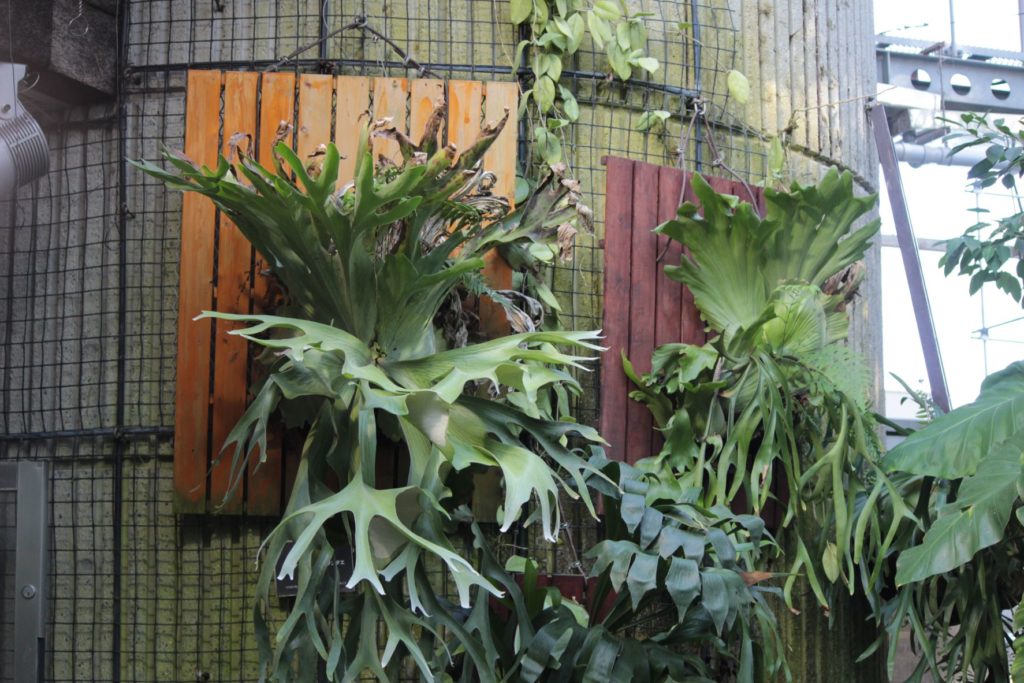 あのビカクシダに会いに!!［咲くやこの花館］ | ビカクシダと僕の趣味