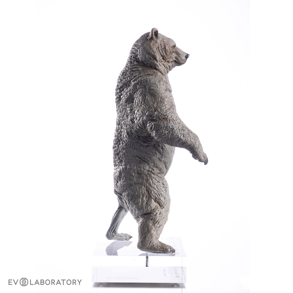 Grizzly Bear Anatomical Figure 1:12 scale - Bone Clones