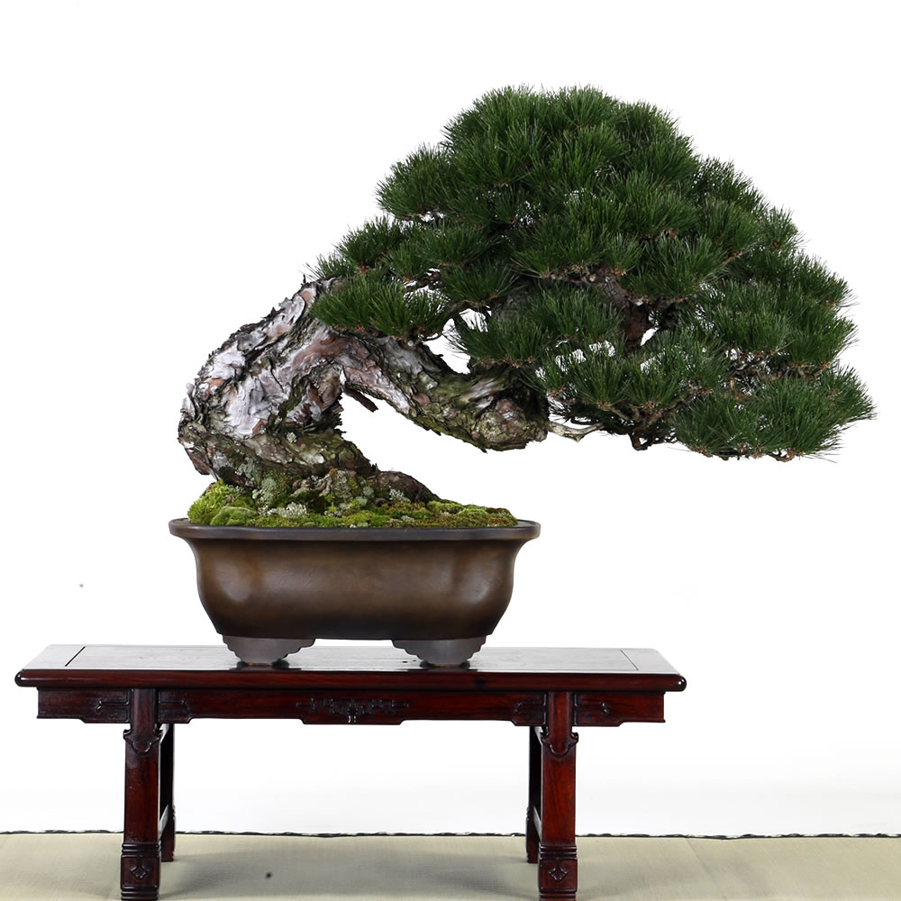 フォトギャラリー | 【公式】一般社団法人 日本盆栽協会