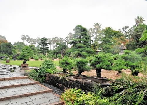 高砂庵を訪ねて 名品の数々 高松で展示 | 盆栽 | 四国新聞社