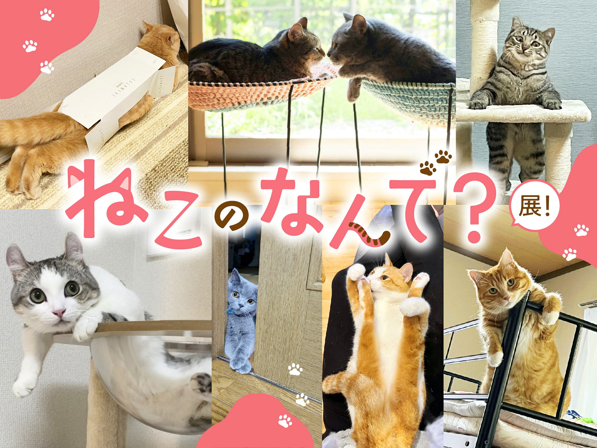 猫好きさん集まれ！「ねこのなんで？展」受賞作品発表＆イベント情報