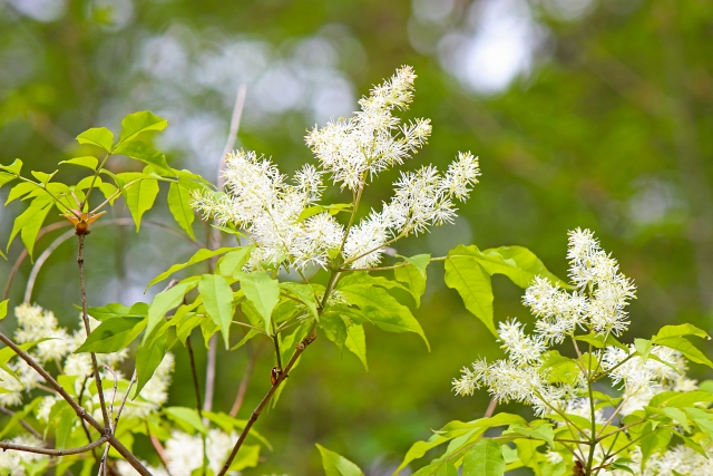 アオダモとは？庭木としての特徴や剪定方法などの育て方をご紹介