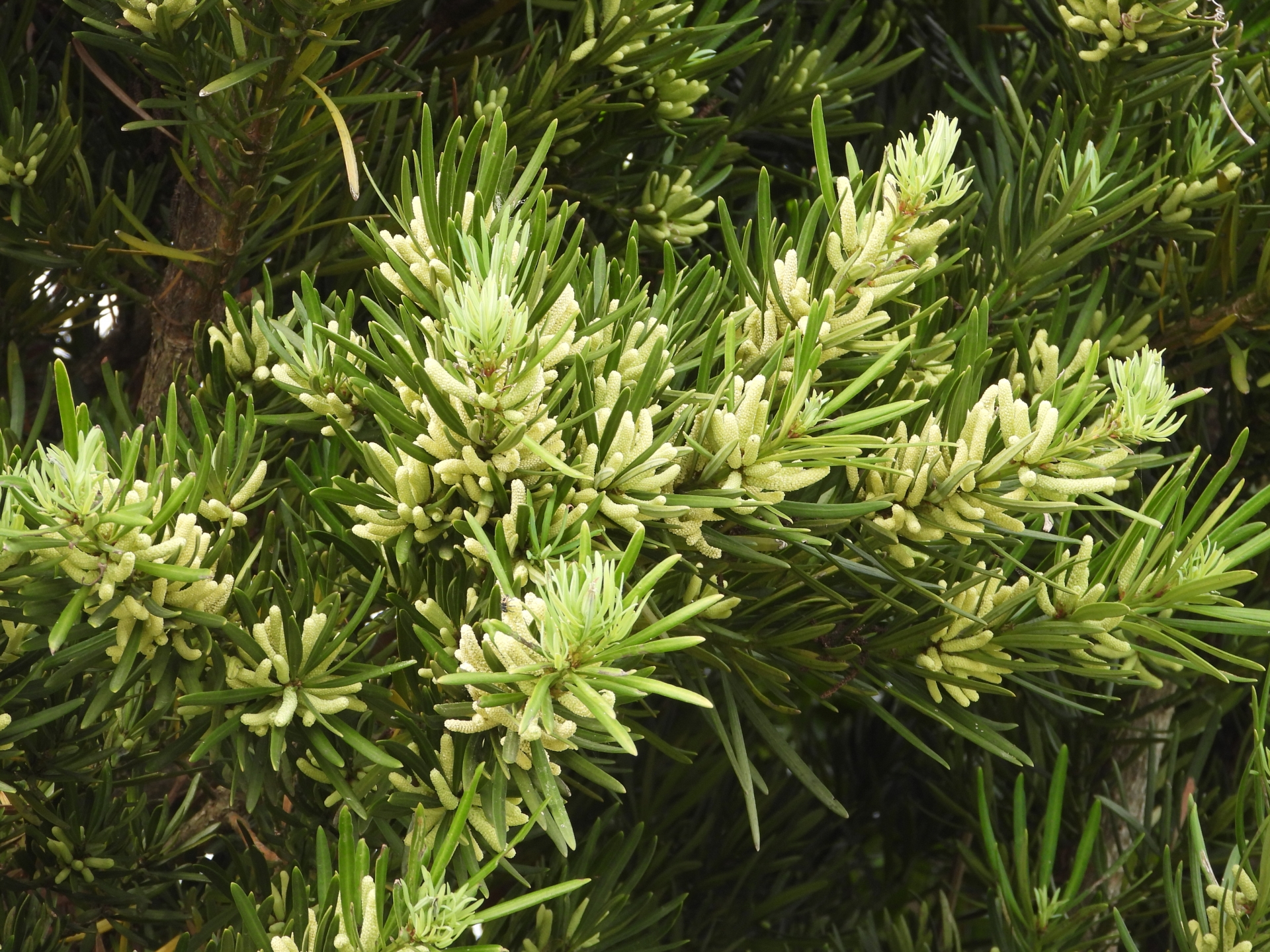 イヌマキ - 植物図鑑