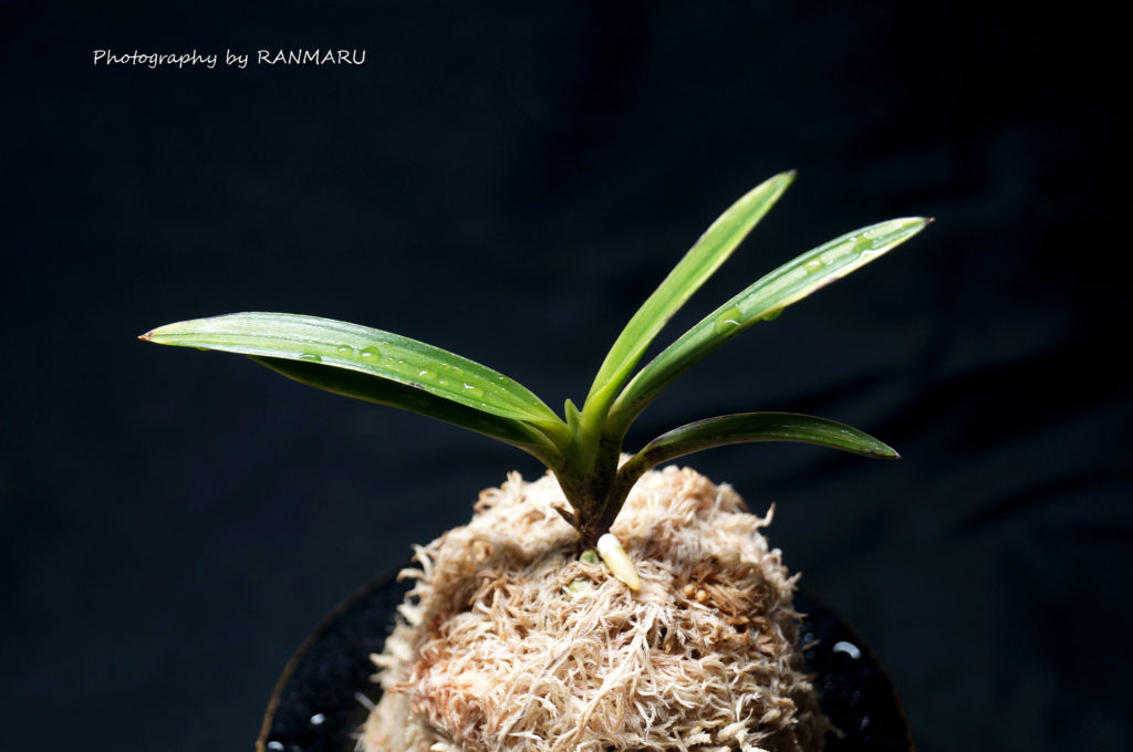 富貴蘭・建国縞の白根 | BOTANICAL HEARTS ~植物で心に癒やしを~