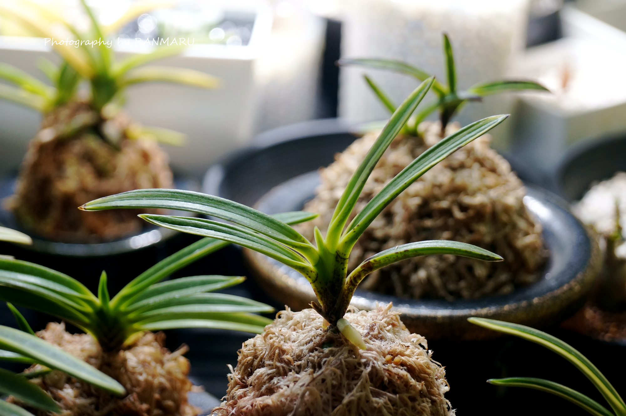 富貴蘭・建国縞の白根 | BOTANICAL HEARTS ~植物で心に癒やしを~