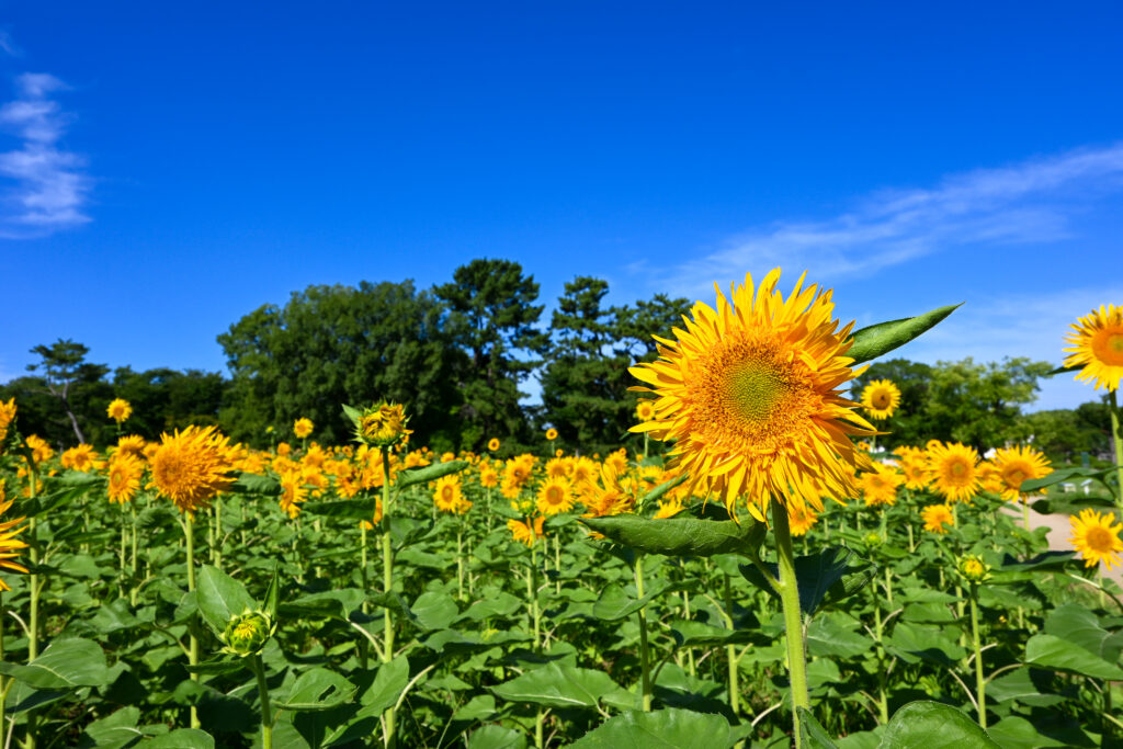 Sunflower Festa at Expo '70 Commemorative Park - ボタジャニ