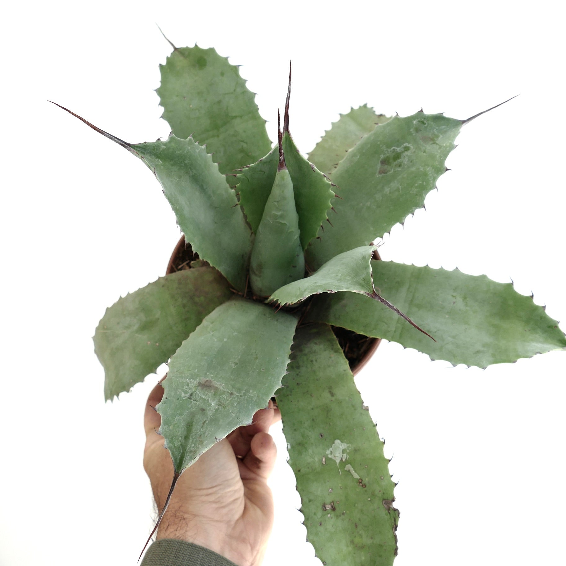 アガベ・パラサナ ハイブリッド | Botanical Archive | ユニークな多肉植物