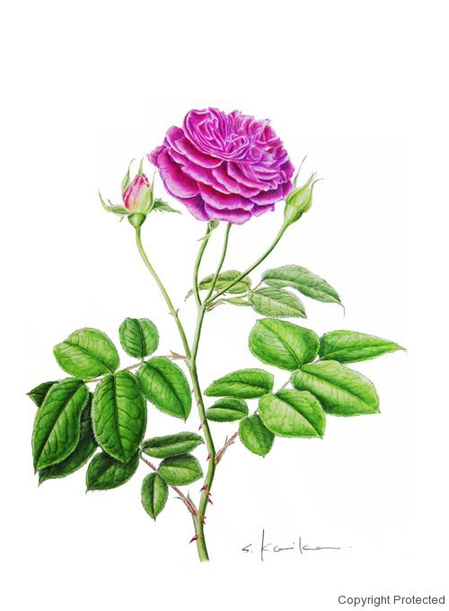 Rose バラの植物画ボタニカルアート | 私流の植物画