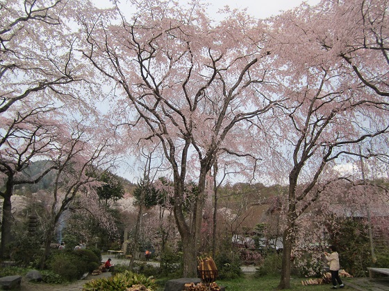 桜守・佐野藤右衛門師の庭 | 京日記 花がたみ