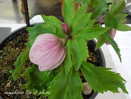 クリスマスローズ・ヨシノ☆柴ワンコのこと | 風をかんじて・・庭遊び