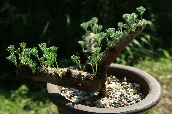 Shabomaniac! サルコカウロン・ムルチフィズム（モンソニア