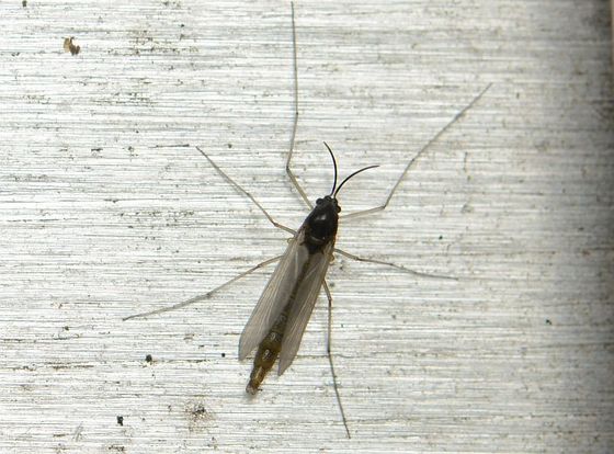 廊下のむし探検」画像リスト