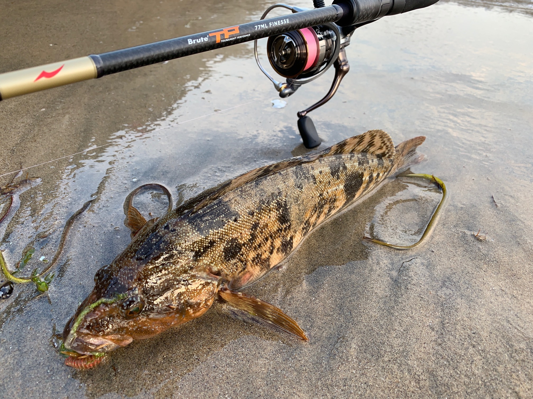 アピアスタッフブログ】 Brute'TP ～Victory Loves Preparation～