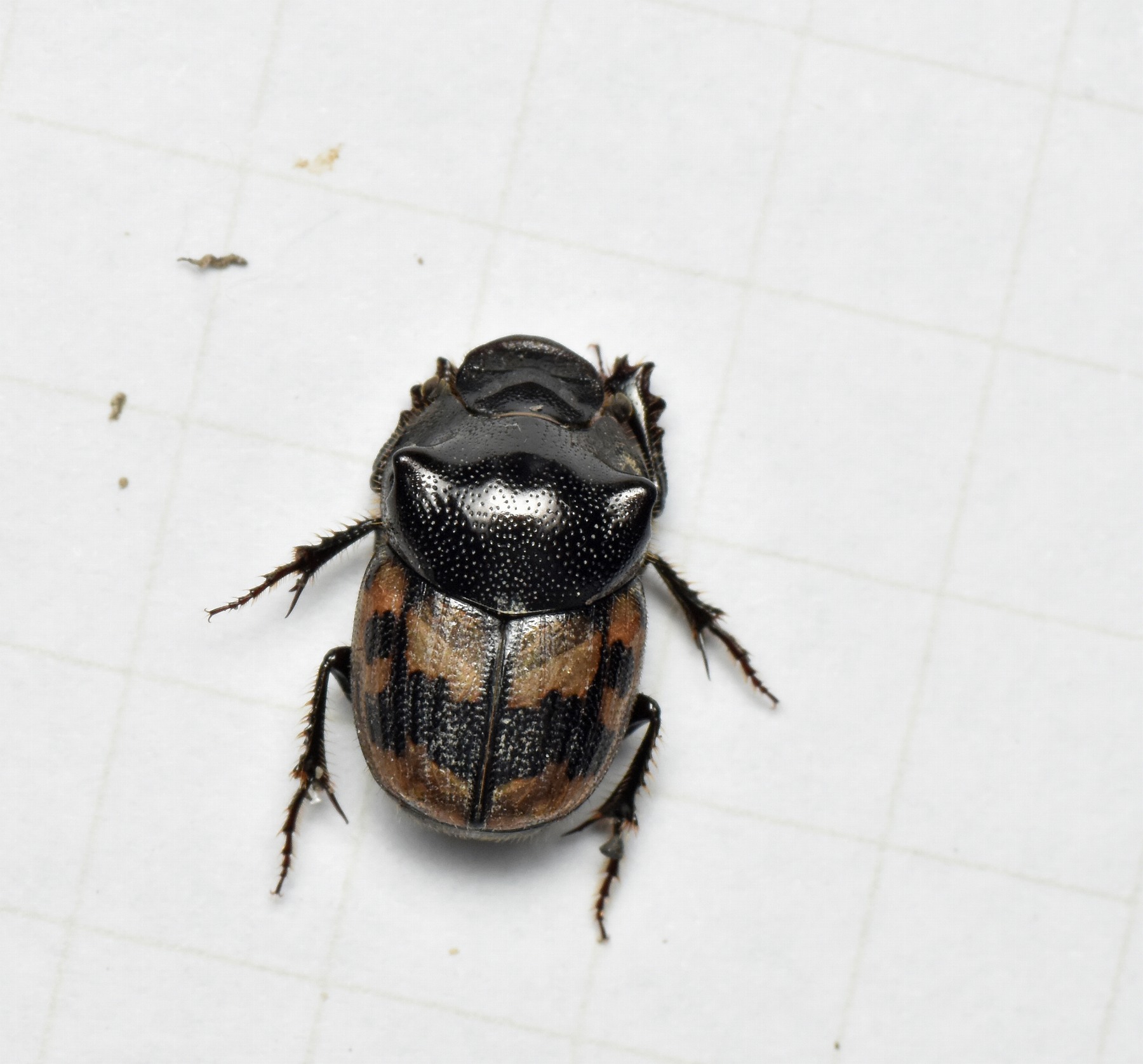 ヤマトエンマコガネ(Onthophagus (Strandius) japonicus) - あいつはメタル
