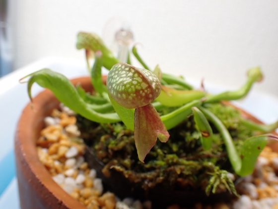 ダーリングトニア・カルフォニカ(Darlingtonia californica