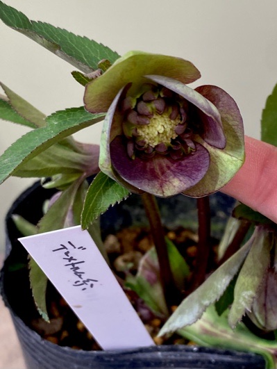 クリロー2025～part7～高橋育苗～ - Katze im Garten ～わたなべ花壇Blog～