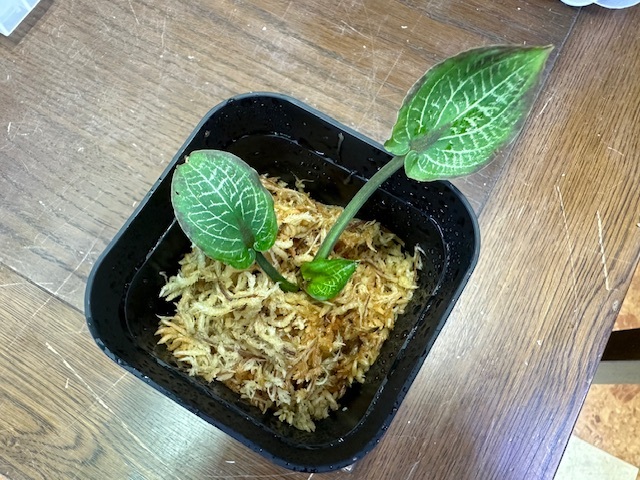 クリプトコリネ入荷 | interior & aquarium Heat Wave